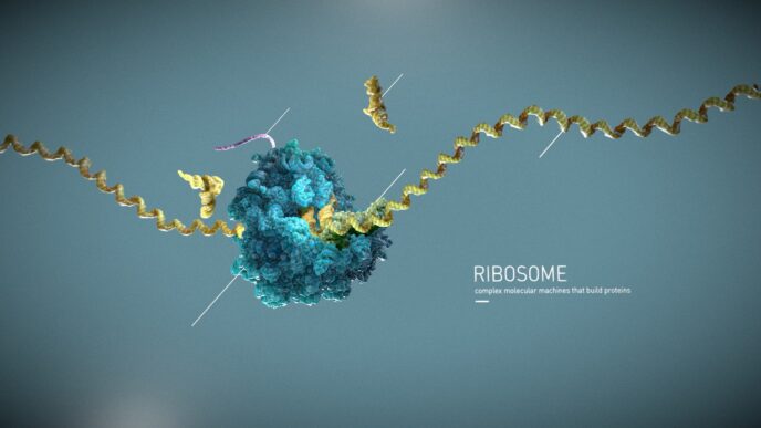 ribosomes