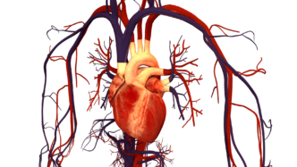 blood circulatory system