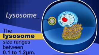 lysosomes