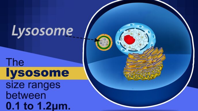 lysosomes