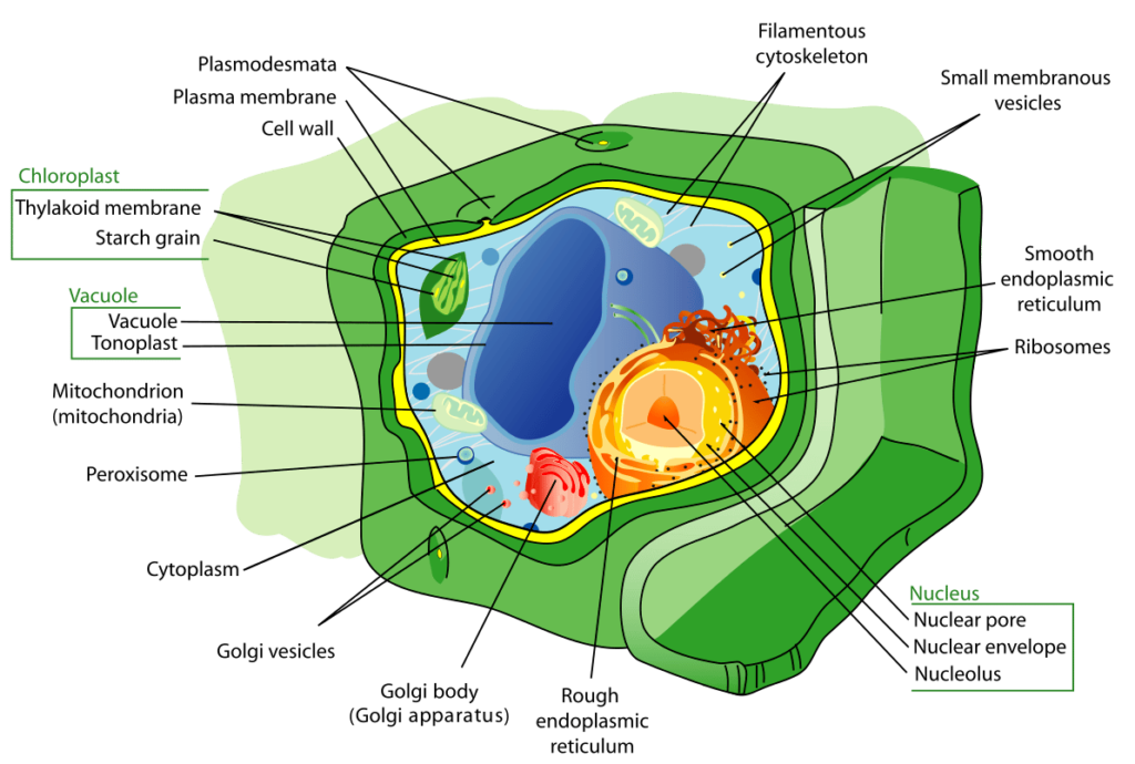 plant cells