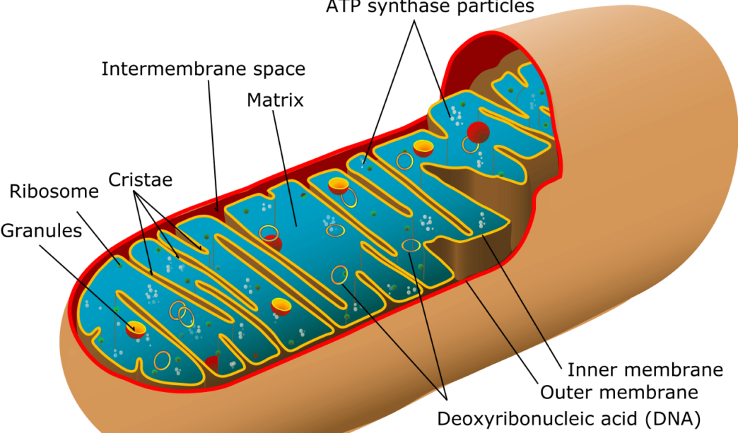 mitochondria