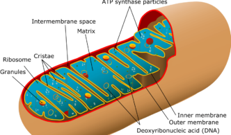 mitochondria