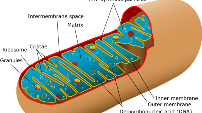 mitochondria