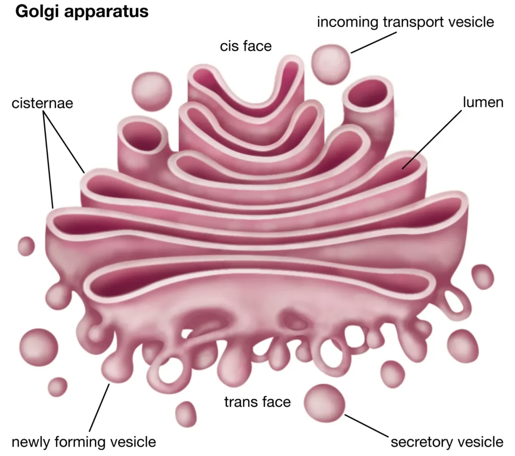 Golgi apparatus