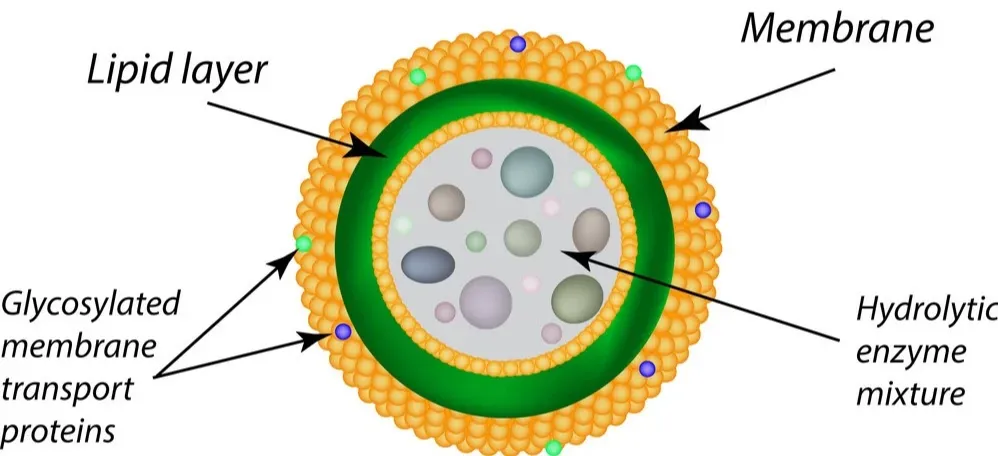 lysosomes