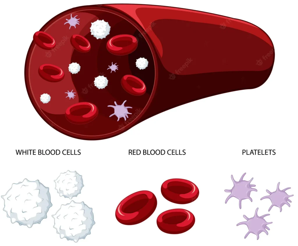 blood cells