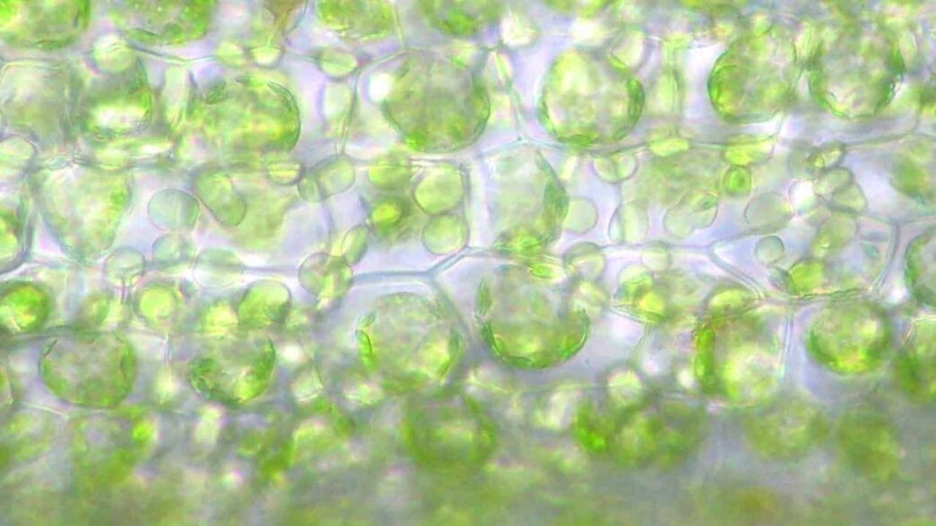 chloroplast