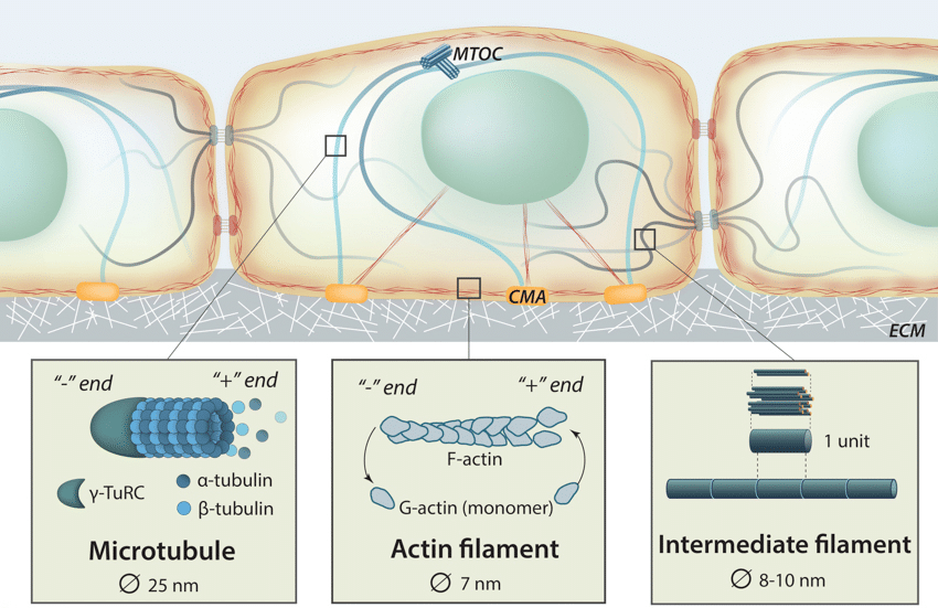 cytoskeleton