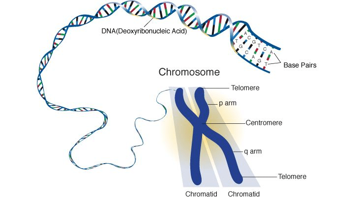 chromosomes