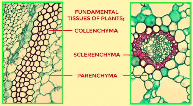 plant tissue