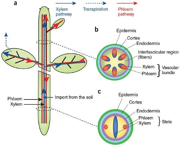 xylem and phloem