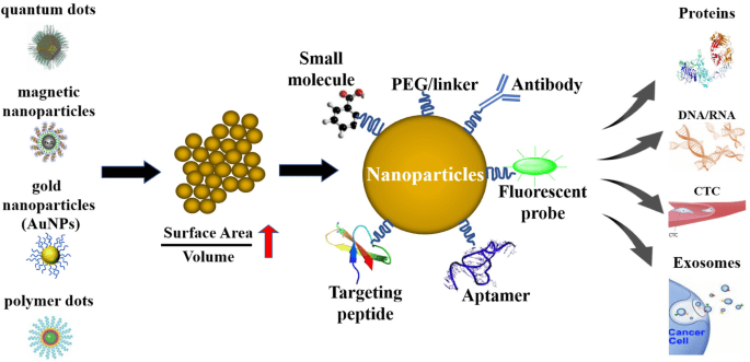 Exploring the use of nanotechnology to target cancer cells 