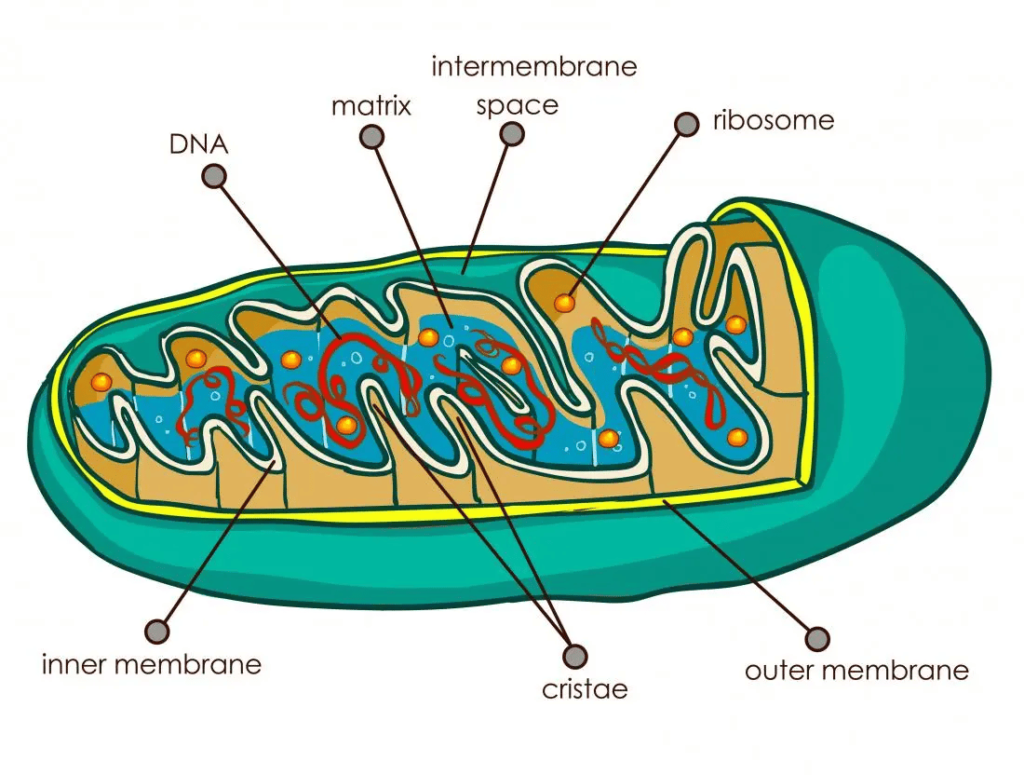 plant cells