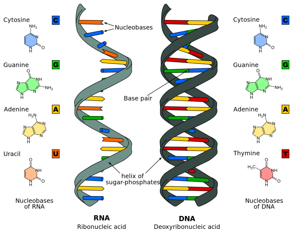 DNA