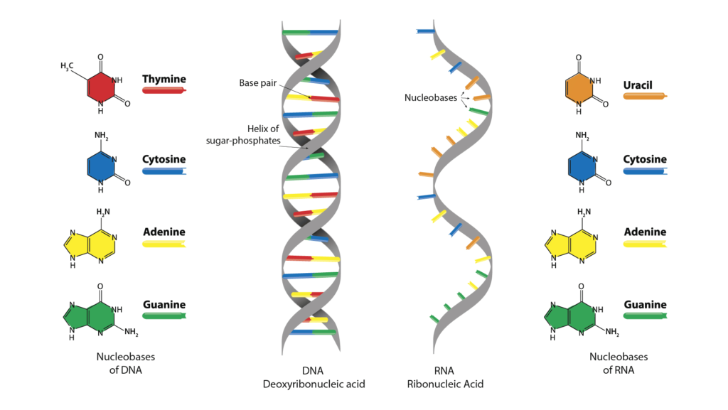 rna