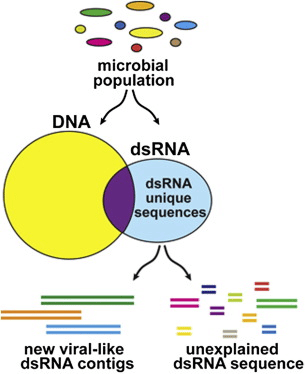 Double-stranded RNA (dsRNA) 