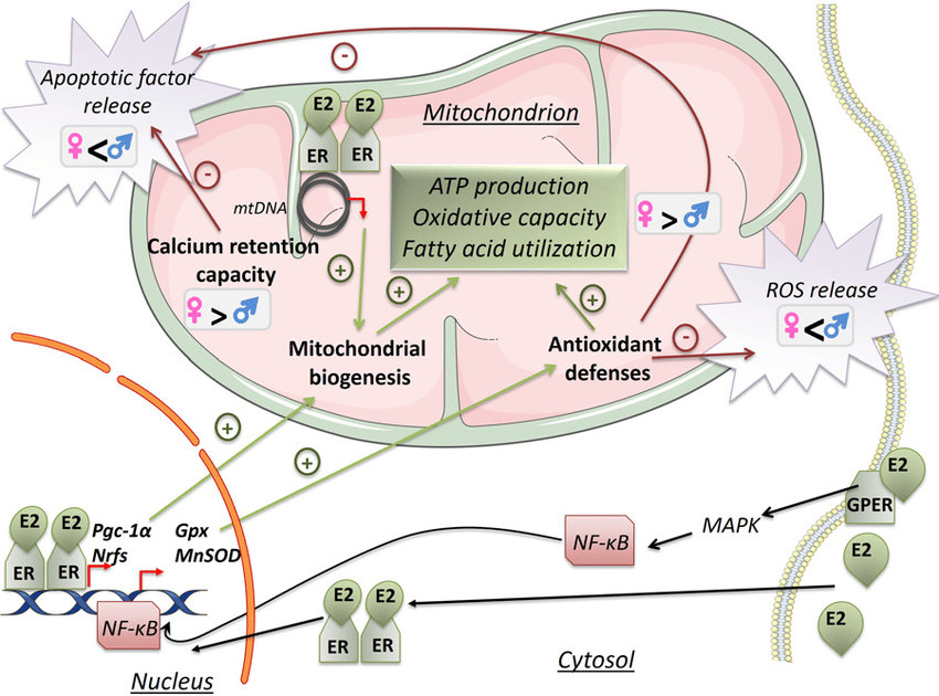 mitochondria