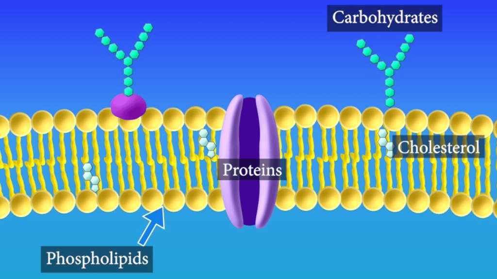 composition of cell membrane