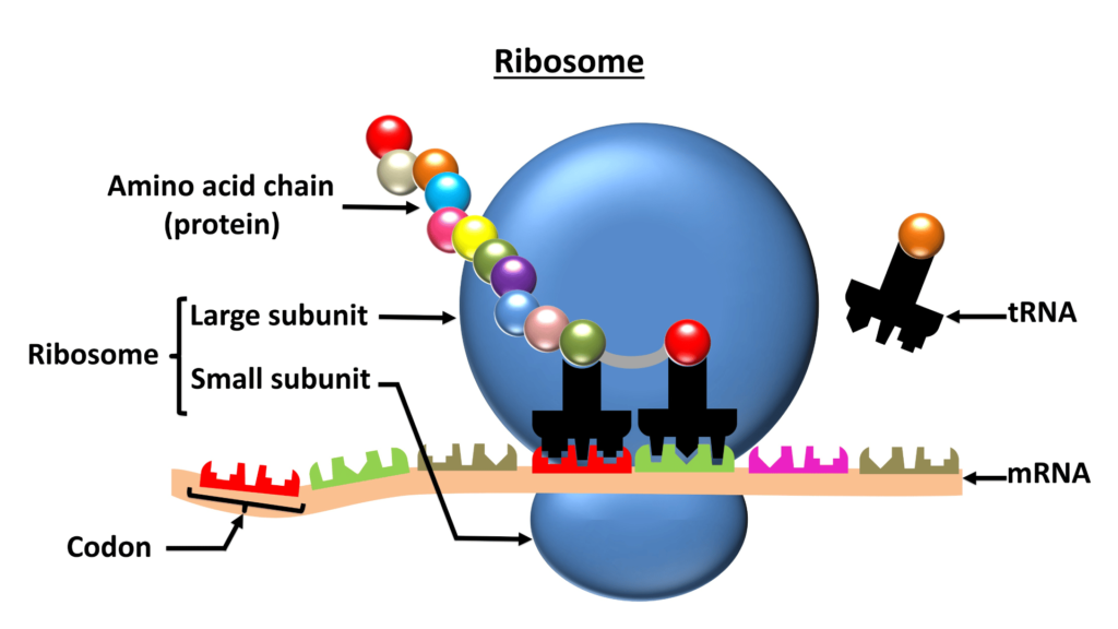 ribosomes