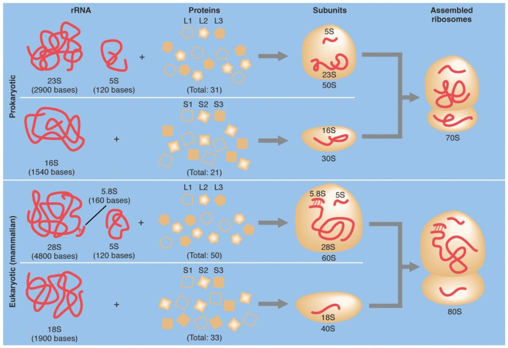 ribosomes