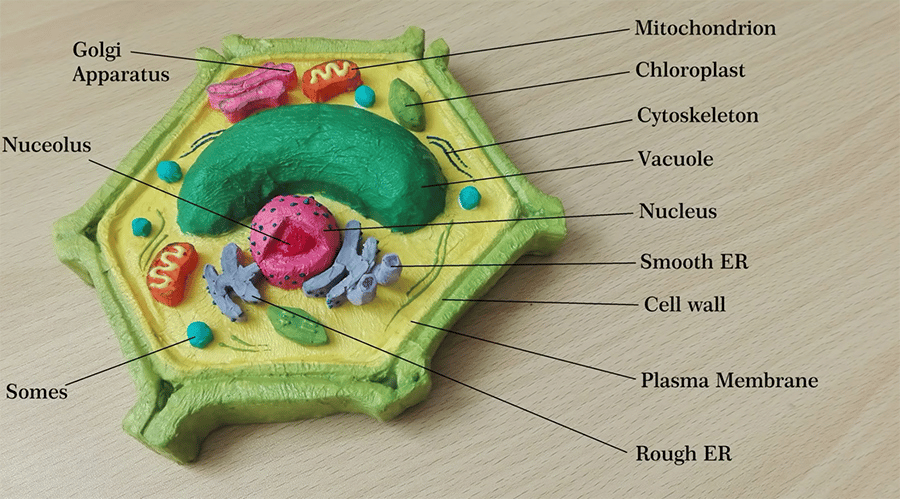 structure of animal cell