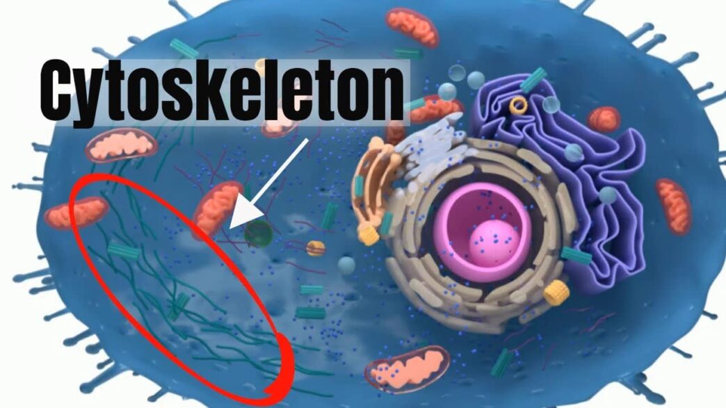 cytoskeleton