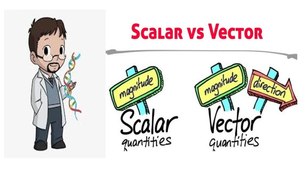 scaler and vector quantities