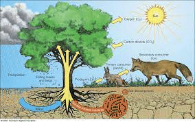 Terrestrial biosphere 