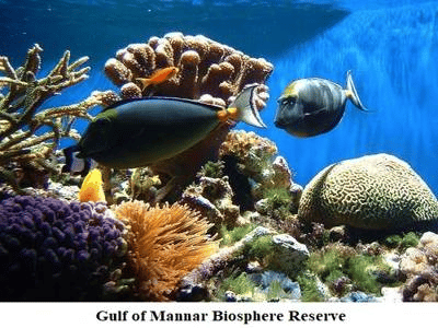 marine biosphere 