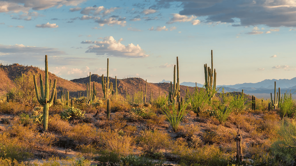 desert ecosystem