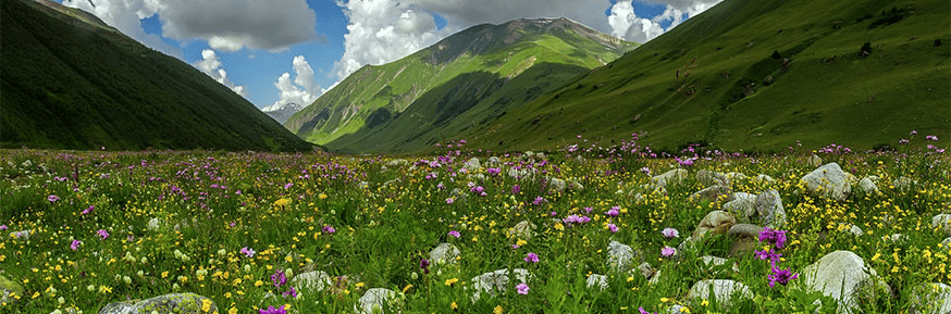 grassland ecosystem