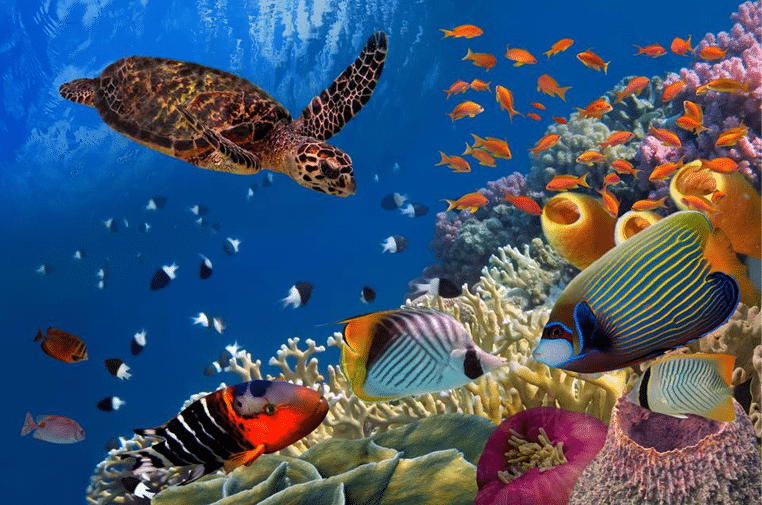 Marine ecosystems