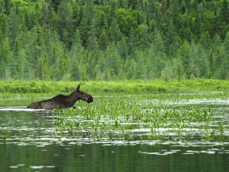 Wetland ecosystem