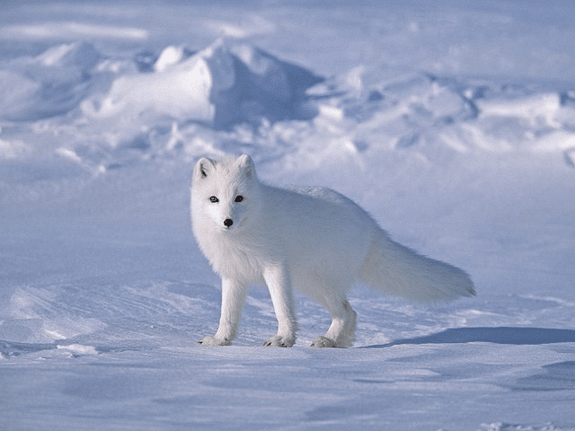 Tundra ecosystems