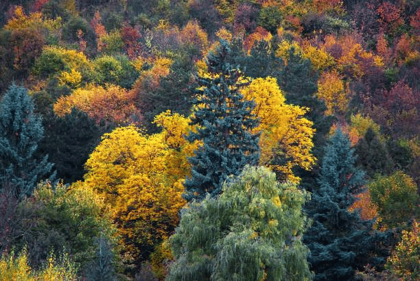 Temperate ecosystems