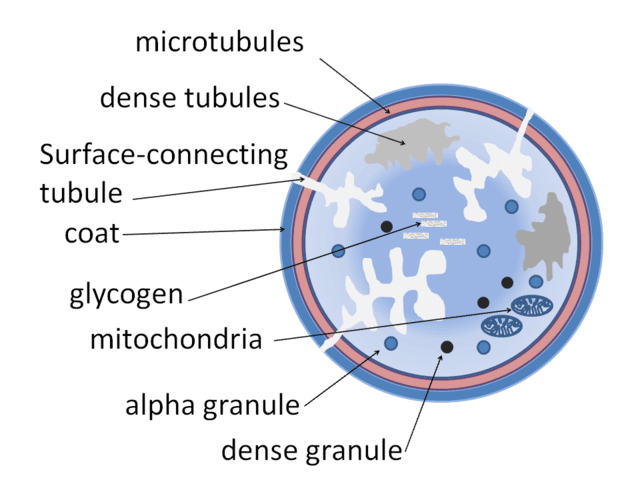 blood platelets