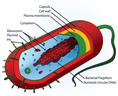 Bacterial cells 