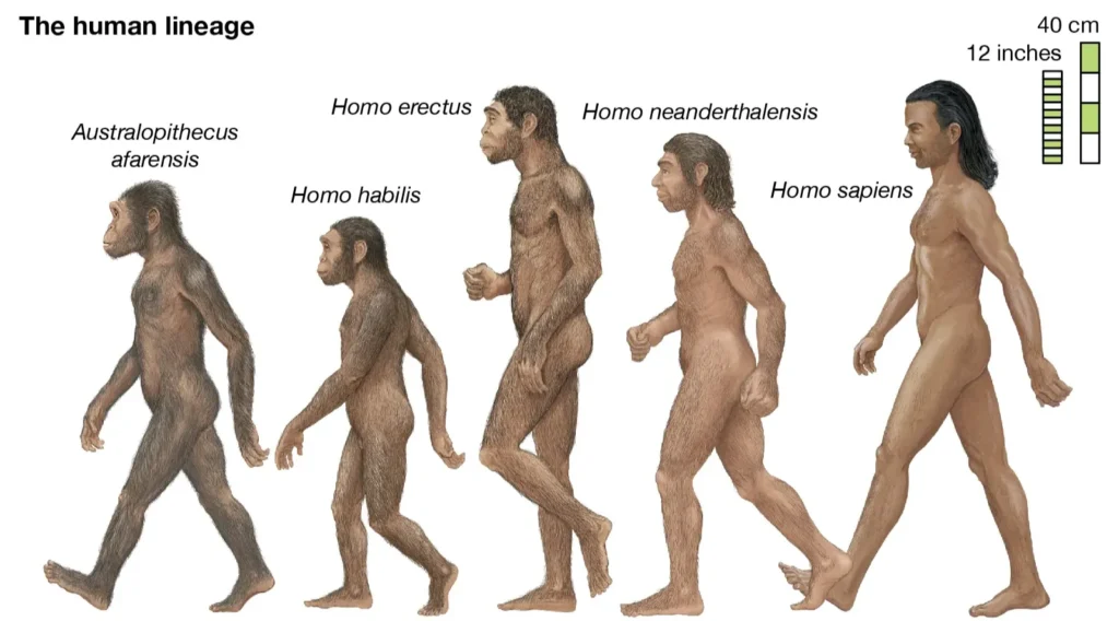 Evolution of Human