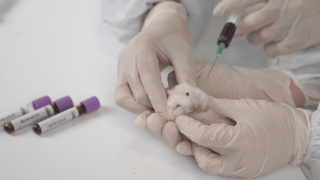 animal testing animal rights