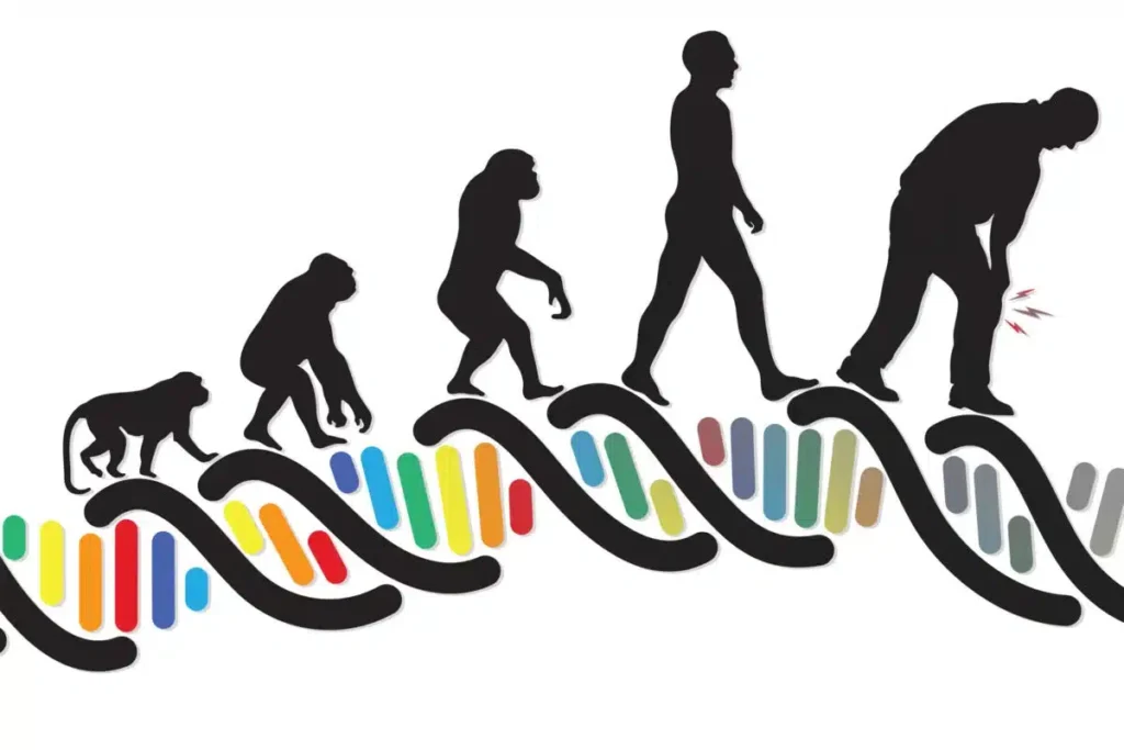 Evolution of Human